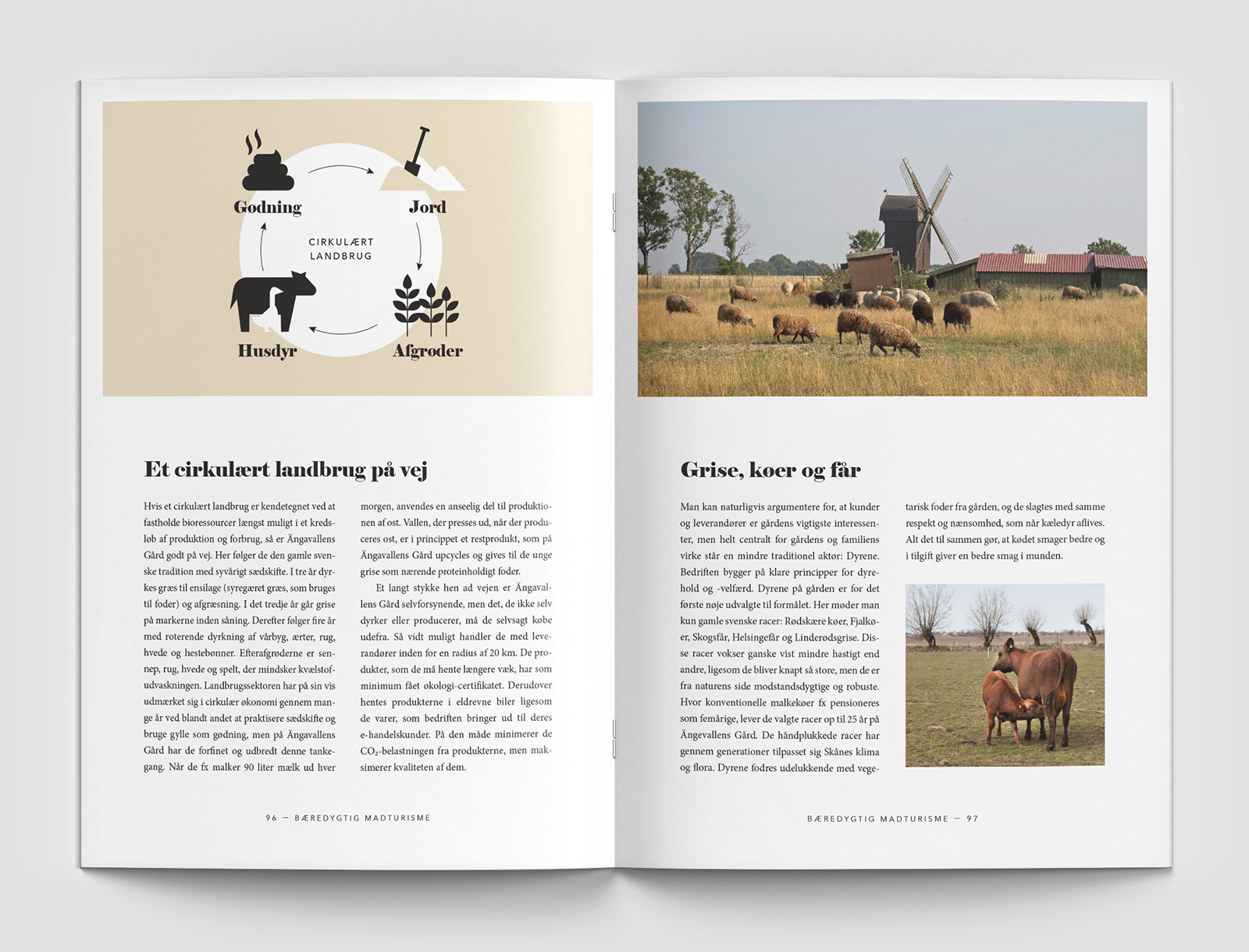 Layout af opslag fra madturisme publikation. Opslaget en infografik på den ene side og to fotos på den anden side. Infografikken illustrerer næringens vej i et cirkulært landbrug. Det ene foto forestiller græssende får på en mark i Skåne med en gammel vindmølle i baggrunden. Det andet foto forestiller en kalv der diger hos en rød ko i det fri.